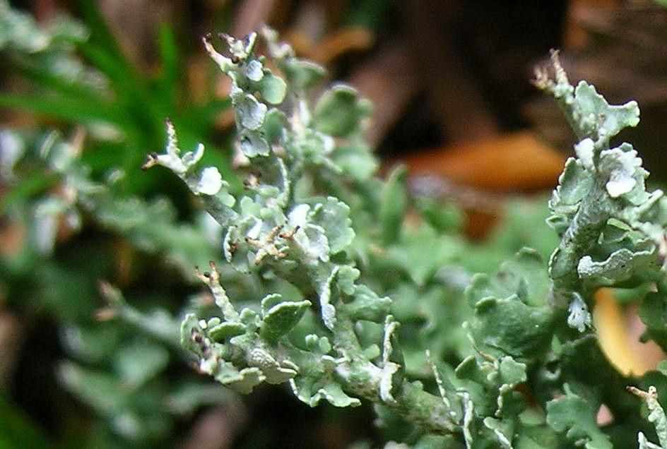 Cladonia furcata?